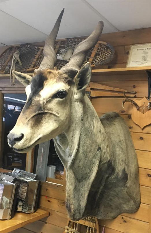 TIMED ONLINE AUCTION 82 JAGUAR, ZODIAC BOAT, RESTAURANT EQUIPMENT Auction