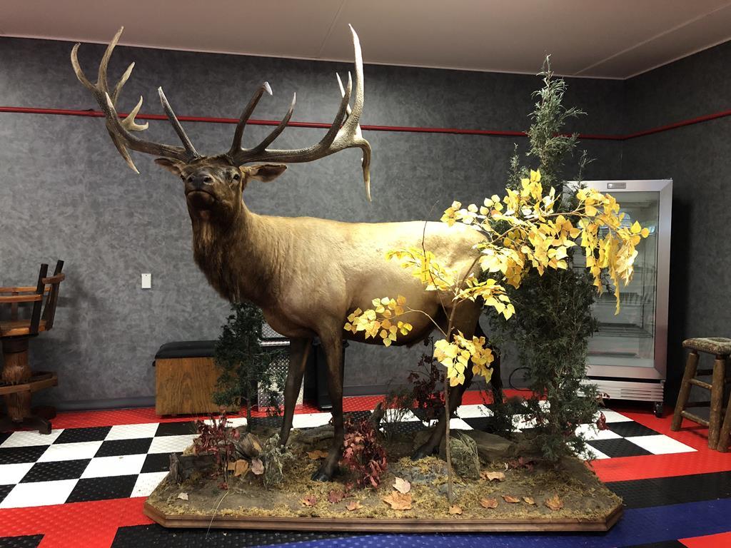 TIMED ONLINE AUCTION TAXIDERMY, FIREARMS, FURNITURE, SHOP EQUIPMENT Auction