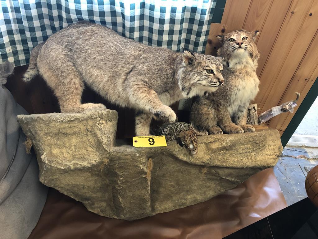 TIMED ONLINE AUCTION TAXIDERMY, FIREARMS, AMMO, HUNTING SUPPLIES, ETC Auction