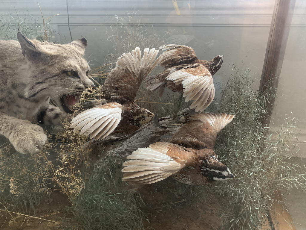 TIMED ONLINE AUCTION TAXIDERMY, FURNITURE, MUSICAL INSTRUMENTS Auction