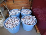 USED GOLF BALLS, 3000+/- Auction Photo
