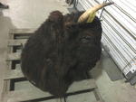 ANIMATED BUFFALO Auction Photo