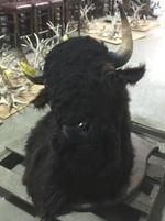 TIMED ONLINE AUCTION 82 JAGUAR, ZODIAC BOAT, RESTAURANT EQUIPMENT Auction Photo