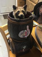 TIMED ONLINE AUCTION 82 JAGUAR, ZODIAC BOAT, RESTAURANT EQUIPMENT Auction Photo