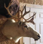 TIMED ONLINE AUCTION 82 JAGUAR, ZODIAC BOAT, RESTAURANT EQUIPMENT Auction Photo