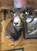 TIMED ONLINE AUCTION 82 JAGUAR, ZODIAC BOAT, RESTAURANT EQUIPMENT Auction Photo