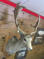 TIMED ONLINE AUCTION 82 JAGUAR, ZODIAC BOAT, RESTAURANT EQUIPMENT Auction Photo