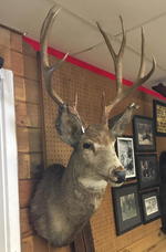 TIMED ONLINE AUCTION 82 JAGUAR, ZODIAC BOAT, RESTAURANT EQUIPMENT Auction Photo