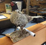 TIMED ONLINE AUCTION 82 JAGUAR, ZODIAC BOAT, RESTAURANT EQUIPMENT Auction Photo