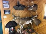 TIMED ONLINE AUCTION TAXIDERMY, FIREARMS, FURNITURE, SHOP EQUIPMENT   Auction Photo