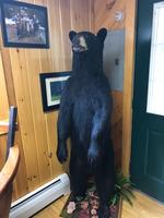 TIMED ONLINE AUCTION TAXIDERMY, FIREARMS, FURNITURE, SHOP EQUIPMENT   Auction Photo