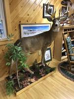 TIMED ONLINE AUCTION TAXIDERMY, FIREARMS, FURNITURE, SHOP EQUIPMENT   Auction Photo