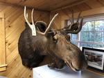 TIMED ONLINE AUCTION TAXIDERMY, FIREARMS, FURNITURE, SHOP EQUIPMENT   Auction Photo