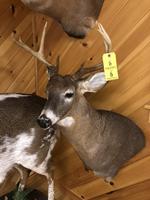 TIMED ONLINE AUCTION TAXIDERMY, FIREARMS, FURNITURE, SHOP EQUIPMENT   Auction Photo