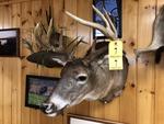 TIMED ONLINE AUCTION TAXIDERMY, FIREARMS, FURNITURE, SHOP EQUIPMENT   Auction Photo