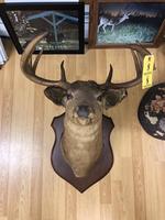 TIMED ONLINE AUCTION TAXIDERMY, FIREARMS, FURNITURE, SHOP EQUIPMENT   Auction Photo