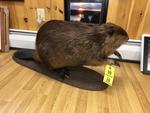 TIMED ONLINE AUCTION TAXIDERMY, FIREARMS, FURNITURE, SHOP EQUIPMENT   Auction Photo