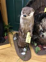 TIMED ONLINE AUCTION TAXIDERMY, FIREARMS, FURNITURE, SHOP EQUIPMENT   Auction Photo