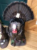 TIMED ONLINE AUCTION TAXIDERMY, FIREARMS, FURNITURE, SHOP EQUIPMENT   Auction Photo