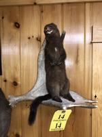 TIMED ONLINE AUCTION TAXIDERMY, FIREARMS, FURNITURE, SHOP EQUIPMENT   Auction Photo