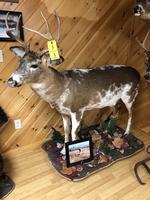 TIMED ONLINE AUCTION TAXIDERMY, FIREARMS, FURNITURE, SHOP EQUIPMENT   Auction Photo