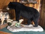 TIMED ONLINE AUCTION TAXIDERMY, FIREARMS, FURNITURE, SHOP EQUIPMENT   Auction Photo