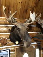 TIMED ONLINE AUCTION TAXIDERMY, FIREARMS, FURNITURE, SHOP EQUIPMENT   Auction Photo