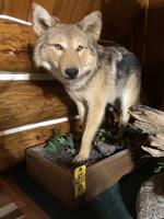 TIMED ONLINE AUCTION TAXIDERMY, FIREARMS, FURNITURE, SHOP EQUIPMENT   Auction Photo