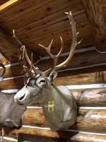 TIMED ONLINE AUCTION TAXIDERMY, FIREARMS, FURNITURE, SHOP EQUIPMENT   Auction Photo