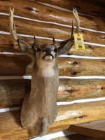 TIMED ONLINE AUCTION TAXIDERMY, FIREARMS, FURNITURE, SHOP EQUIPMENT   Auction Photo