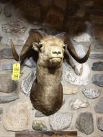 TIMED ONLINE AUCTION TAXIDERMY, FIREARMS, FURNITURE, SHOP EQUIPMENT   Auction Photo