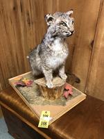 TIMED ONLINE AUCTION TAXIDERMY, FIREARMS, FURNITURE, SHOP EQUIPMENT   Auction Photo