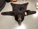 TIMED ONLINE AUCTION TAXIDERMY, FIREARMS, FURNITURE, SHOP EQUIPMENT   Auction Photo