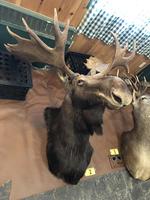 TIMED ONLINE AUCTION TAXIDERMY, FIREARMS, AMMO, HUNTING SUPPLIES, ETC  Auction Photo