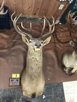 TIMED ONLINE AUCTION TAXIDERMY, FIREARMS, AMMO, HUNTING SUPPLIES, ETC  Auction Photo