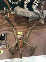 TIMED ONLINE AUCTION TAXIDERMY, FIREARMS, AMMO, HUNTING SUPPLIES, ETC  Auction Photo