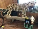 TIMED ONLINE AUCTION TAXIDERMY, FIREARMS, AMMO, HUNTING SUPPLIES, ETC  Auction Photo
