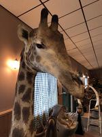 TIMED ONLINE AUCTION TAXIDERMY, FIREARMS, AMMO, HUNTING SUPPLIES, ETC  Auction Photo