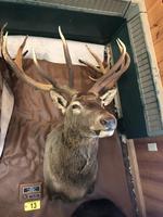 TIMED ONLINE AUCTION TAXIDERMY, FIREARMS, AMMO, HUNTING SUPPLIES, ETC  Auction Photo