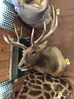 TIMED ONLINE AUCTION TAXIDERMY, FIREARMS, AMMO, HUNTING SUPPLIES, ETC  Auction Photo