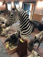 TIMED ONLINE AUCTION TAXIDERMY, FIREARMS, AMMO, HUNTING SUPPLIES, ETC  Auction Photo