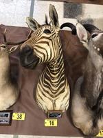 TIMED ONLINE AUCTION TAXIDERMY, FIREARMS, AMMO, HUNTING SUPPLIES, ETC  Auction Photo