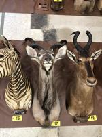 TIMED ONLINE AUCTION TAXIDERMY, FIREARMS, AMMO, HUNTING SUPPLIES, ETC  Auction Photo