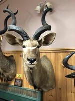 TIMED ONLINE AUCTION TAXIDERMY, FIREARMS, AMMO, HUNTING SUPPLIES, ETC  Auction Photo