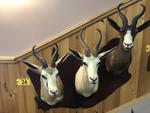 TIMED ONLINE AUCTION TAXIDERMY, FIREARMS, AMMO, HUNTING SUPPLIES, ETC  Auction Photo