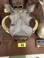 TIMED ONLINE AUCTION TAXIDERMY, FIREARMS, AMMO, HUNTING SUPPLIES, ETC  Auction Photo