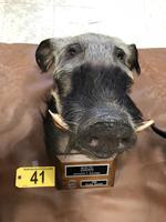 TIMED ONLINE AUCTION TAXIDERMY, FIREARMS, AMMO, HUNTING SUPPLIES, ETC  Auction Photo