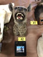 TIMED ONLINE AUCTION TAXIDERMY, FIREARMS, AMMO, HUNTING SUPPLIES, ETC  Auction Photo