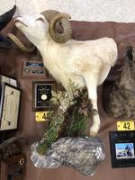 TIMED ONLINE AUCTION TAXIDERMY, FIREARMS, AMMO, HUNTING SUPPLIES, ETC  Auction Photo