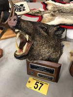 TIMED ONLINE AUCTION TAXIDERMY, FIREARMS, AMMO, HUNTING SUPPLIES, ETC  Auction Photo
